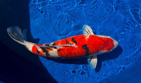 San Jose: National Koi Show 2023 returns this weekend — with outdoor fish viewing