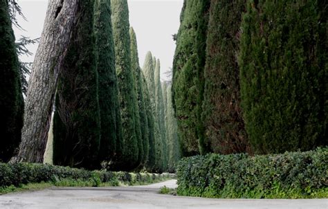 San Rafael residents warned to remove Italian cypress trees or face fine