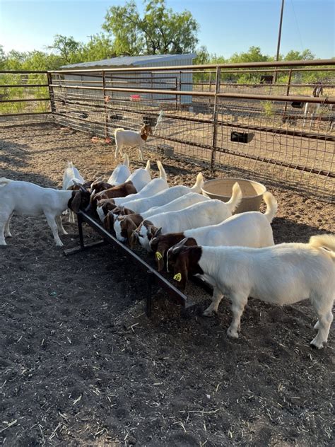 San angelo goat sale. Robbie Evans (325) 456-6067. Located at the old Brady Sale Barn on Hwy 190. These receiving pens all have different times that they are open. If you aren't familiar with the receiving pens please call the numbers listed above or (325) 653-3371 and we'd be glad to explain how they operate and when they are open. 