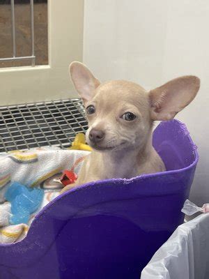San antonio petland. Stay Up to Date with San Antonio Pets Alive! Join Our List . Contact Us Contact Form 210-370-7612. What We Do. Our mission is to provide the programs and services needed to eliminate the killing of at-risk animals due to lack of space, adopter or foster. EIN: 45-4141531. CFC: #33210 