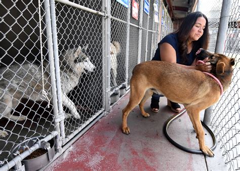 San bernardino animal pound. San Bernardino Animal Services is a municipal shelter and animal control dedicated to increasing animal adoption, promoting, enforcing and motivating responsible pet ownership, the humane sheltering and care of stray and unwanted animals entering the shelter and educating people to become better pet owners, making our community a better place for … 