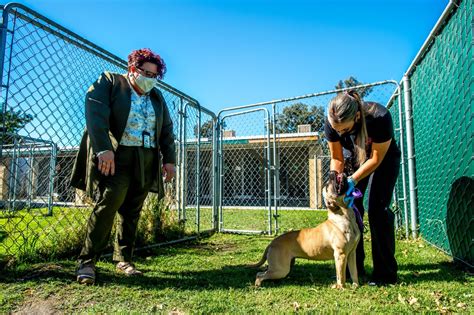 A large crowd showed up to the San Bernardino County Devore Animal Shelter, looking to adopt nearly 200 dogs rescued by San Bernardino County Animal Care and Control in February 2015. The dogs .... 