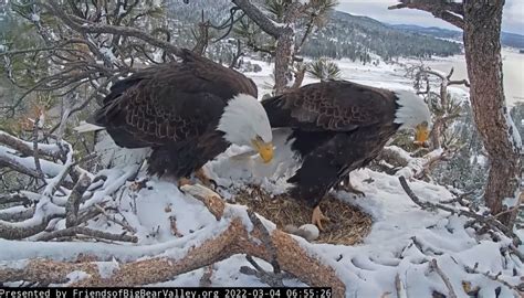 In this Saturday, Jan. 9, 2021, image from a live camera released by Friends of Big Bear Valley shows a couple of bald eagles Shadow, left, and Jackie nestling in the San Bernardino National .... 