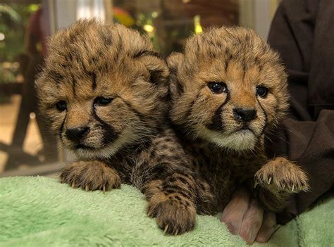 San diego cheetahs. Jan 11, 2019 · Two 6-week-old cheetah cubs pounced, chased, wrestled and cuddled together at the Ione and Paul Harter Animal Care Center at the San Diego Zoo Safari Park earlier this … 