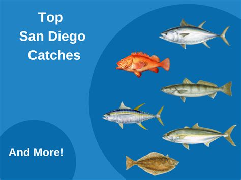 San diego fish count. The Voyager is equipped with state-of-the-art electronics including Wesmar Sonar and Furuno fish finding equipment to help pursue the fish in an aggressive manner. The Voyager also offers comfortable sleeping accommodations for up to 20 anglers and a full-service galley with dinner available upon request to help make every fishing trip an ... 