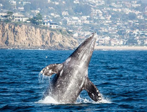 San diego whale watching. San Diego whale watching season is year-round, but the best time is between December and April when 20,000+ grey whales migrate along the San … 