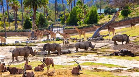 Buying San Diego Zoo discount tickets online from zoo-approved sellers is the cheapest, easiest option. Anyone can get 9% off anytime on the gate price. 50% ….