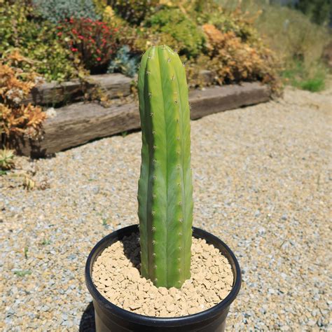 San pedro cactus ebay. .  ...