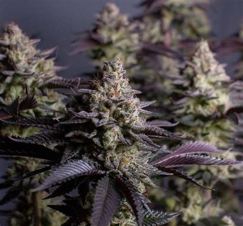 San souci strain. Things To Know About San souci strain. 