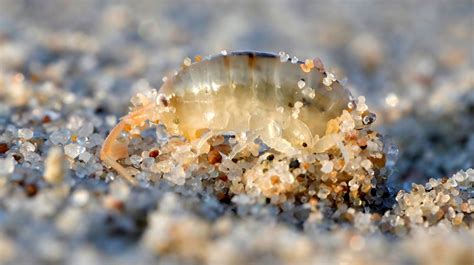 Sand Fleas: What are they? How to Avoid Them?