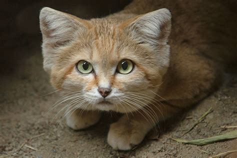 Sand cats. Things To Know About Sand cats. 