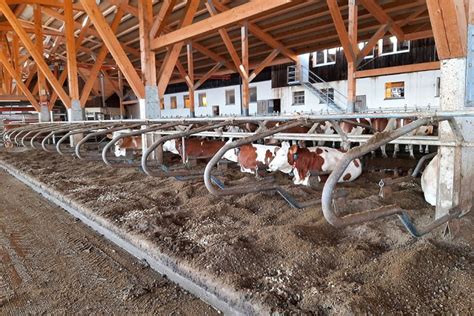 Sand for Bedding Dairy Cow Stalls – DAIReXNET - Extension