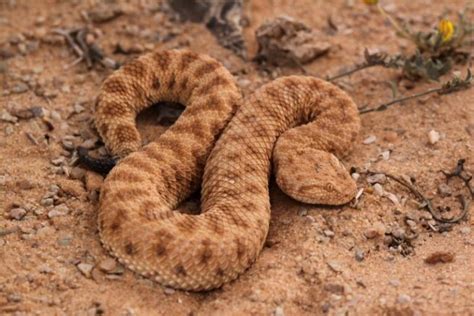 Sand viper battery. .  <a href=https://cupper.hh.coffee/assets/images/5xtqjw...