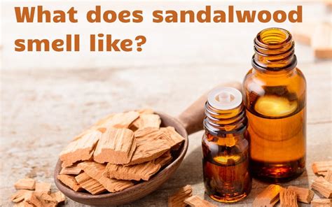 Sandalwood smell. Sandalwood, which comes from the Santalum Album tree, is typically found in India and Australia. It’s a dark wood that can be burned to create an extremely fragrant scent. It takes 15 years or more for a sandalwood tree to reach maturity and the older the tree, the longer the better quality essential oil it produces. 