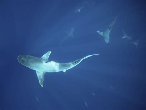 Sandbar Shark Swimming In Circles At The Bottom Of The Ocean