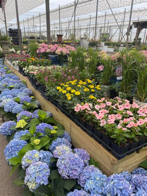 Sanders nursery. If you’re looking for quality plants to add to your garden or landscape, then Florida plant nurseries are a great option. With a wide variety of plants, trees, and shrubs available... 