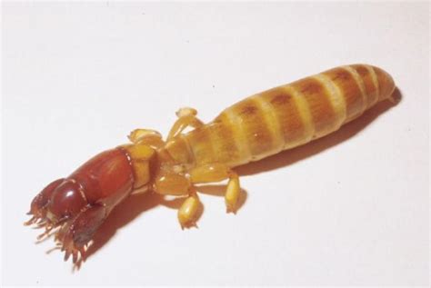 Sandgroper (insect) - Wikipedia