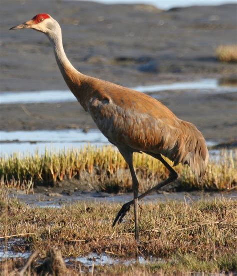 Sandhill Crane (Grus canadensis) Idaho Fish and Game