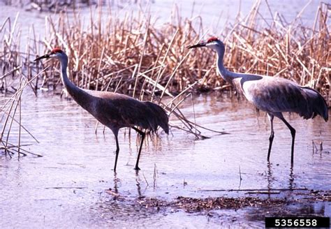 Sandhill crane crop damage program offered April 18 in …