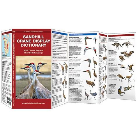 Sandhill crane display dictionary what cranes say with their body language pocket naturalist guide series. - 1996 chevy lumina repair manual fre.