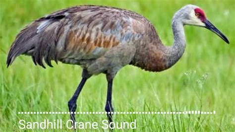 Sandhill crane noise. Bird sounds provided by The Macaulay Library of Natural Sounds at the Cornell Lab of Ornithology, Ithaca, New York. Sandhill Crane ML164683 recorded by Gerrit Vyn, Sandhill Crane ML89890691 recorded by Paul Marvin, and Sandhill Crane ML166960341 recorded by John Patterson. BirdNote’s theme was composed and played by Nancy Rumbel and John Kessler. 
