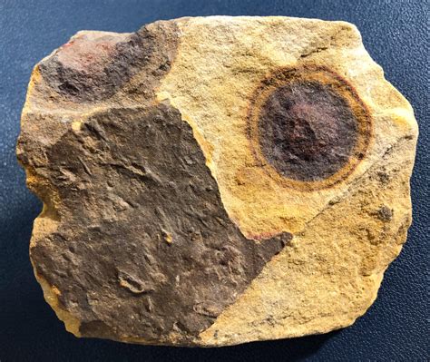 rinded concretion (8 cm · 50 cm) recognized here l