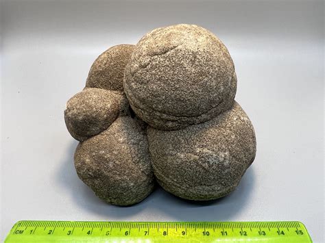 Lot: Sandstone Concretions (Pseudo-Stromatolites) - 38 Pieces. This is a wholesale flat of 38 flower-shaped, red sandstone concretions from the Sahara Desert in Morocco. They range from 1.5 to 3" across and you will receive the exact lot pictured. The flower-like pattern has been caused by surface erosion in the desert.. 