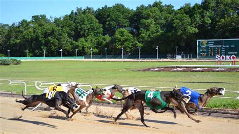 Sanford orlando dog track results. Things To Know About Sanford orlando dog track results. 