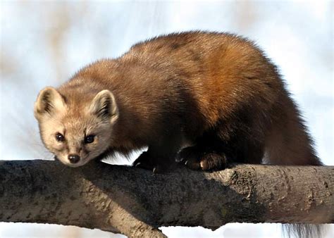 codini.rgarabwor.edu.pl. 