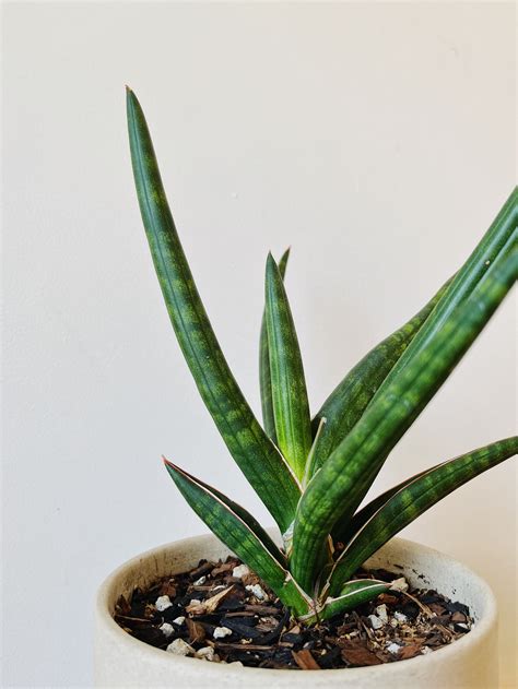 Sansevieria #plant - YouTube