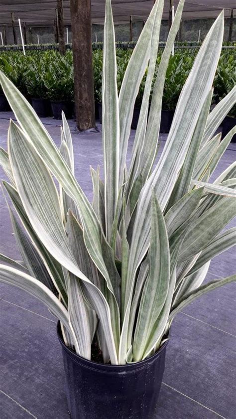 Sansevieria Sayuri 1-gallon Mother in Law