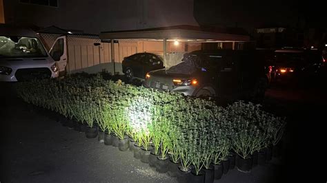 Santa Clara police bust large illegal marijuana operation