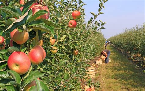 Santa Clarita, CA Apple Picking Orchards and Apple Farms Guide