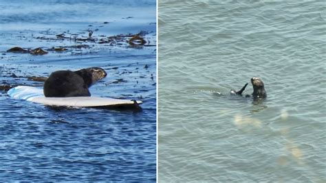Santa Cruz's wild 'surfing sea otter' has new pup