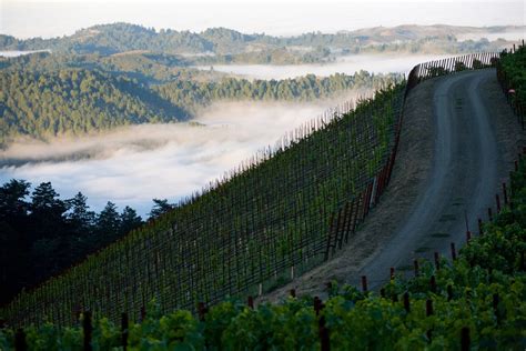 Santa Cruz Mountains vineyards expecting a late harvest