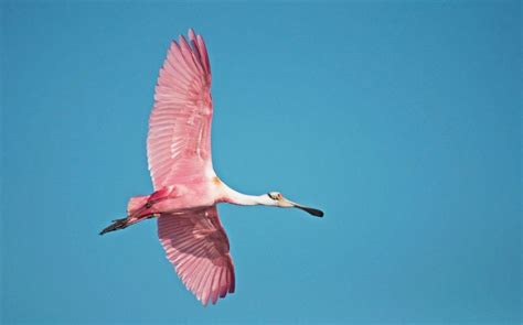 Santa Monica Birding - Daily Birder