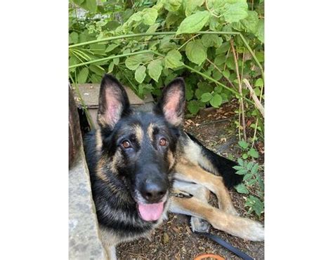 Santa Rosa, CA - German Shepherd Dog. Meet *ATLAS a Pet for …