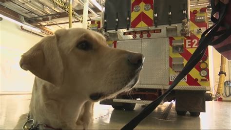 Santa Rosa Fire Department adds therapy dog to team