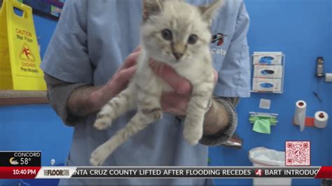 Santa Rosa shelter focuses on 'special needs' cats