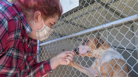 Santa rosa animal shelter. Things To Know About Santa rosa animal shelter. 
