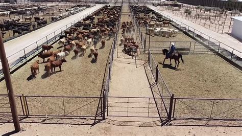 Santa teresa livestock auction. I can remember, as a small child, thinking it odd that I bought Christmas gifts for my parents from my school’s mini holiday shop, and yet they didn’t buy me any gifts. Sure, Sant... 