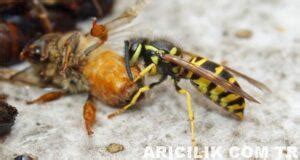 veodersti.rgarabwor.edu.pl. 