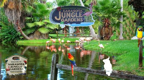 Sarasota jungle gardens tickets. Sarasota Jungle Gardens. Another animal attraction in Sarasota is the Sarasota Jungle Gardens. This attraction includes Alligator/Crocodile exhibits, a Flamingo feeding area, Butterfly gardens, and more. There are also animal shows scheduled throughout the day. Tickets are available online or in person. 