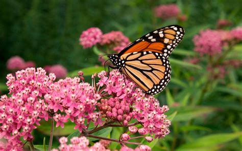 Saratoga Winery plants milkweed for Monarch restoration