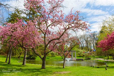 Saratoga is blooming with spring events