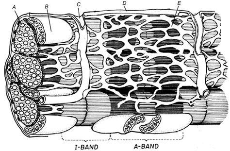 Sarcomere Coloring
