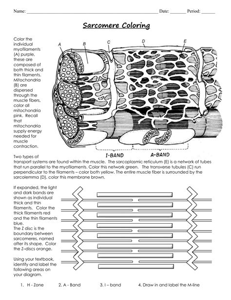 Sarcomere Coloring Workshee