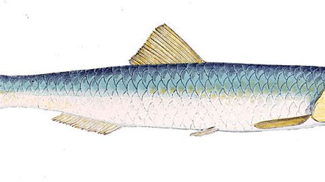 Sardel. Pripravite jo lahko iz tune, sardel ali katere koli druge sveže ribe, ki je na voljo v ribarnicah ali trgovinah. Postopek priprave je preprost, končni izdelek pa okusen in bogat z različnimi hranili. Ta pašteta je odlična izbira za namaze, saj je bogata z maščobnimi kislinami Omega-3 in Omega-6, zato jo lahko uživajo tudi … 