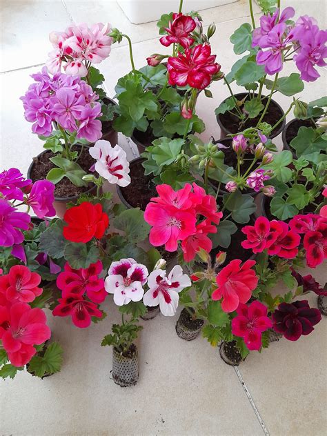 Sardunya Halı ve Koltuk Yıkama