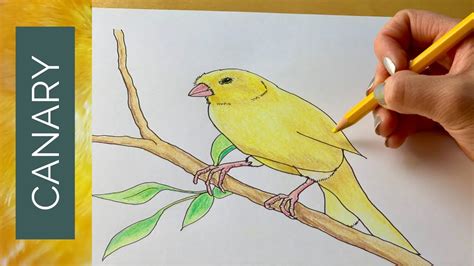 💋 Sarey_Canary Leaks +18